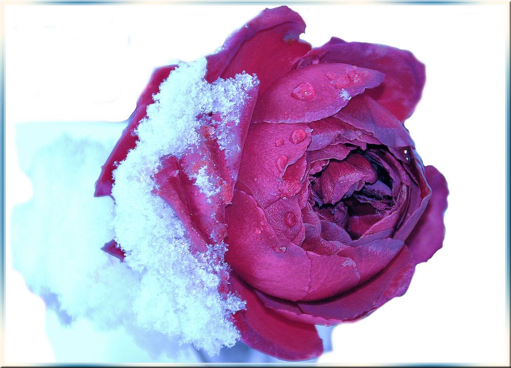 Eis - Rose