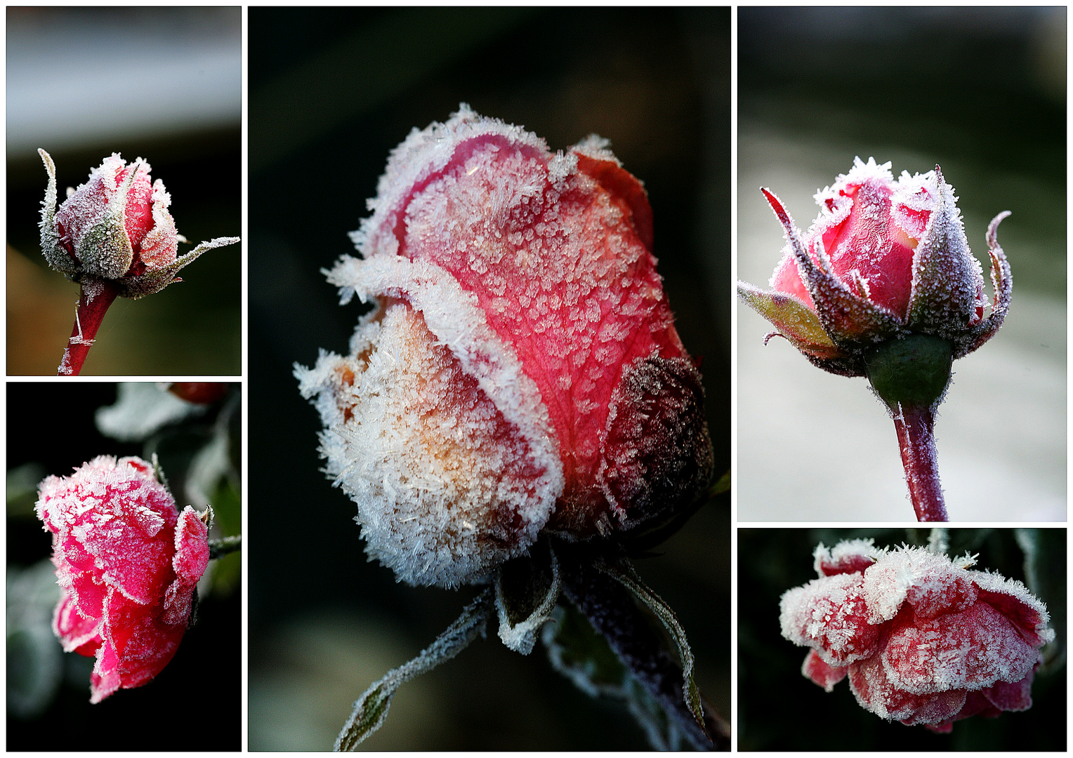 Eis-Rosen-Bouquet