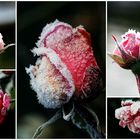 Eis-Rosen-Bouquet