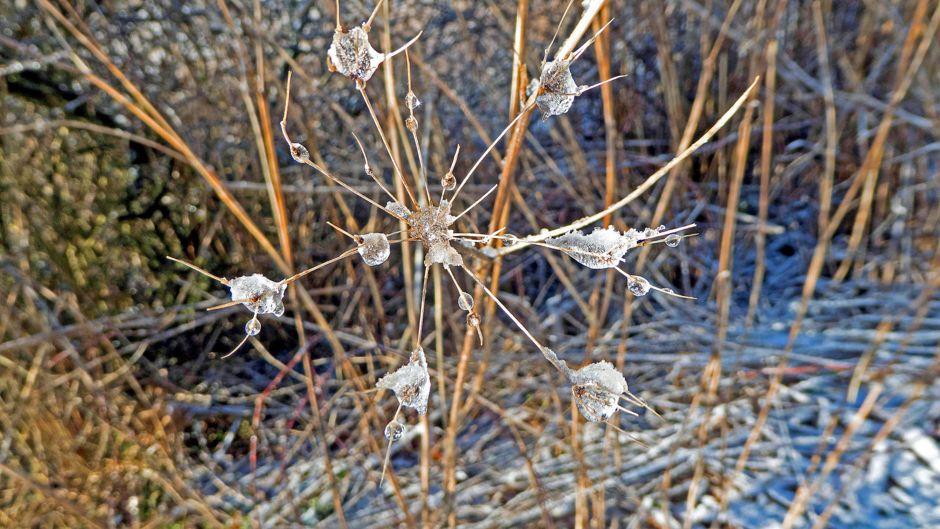 Eis-Schnee-Stern