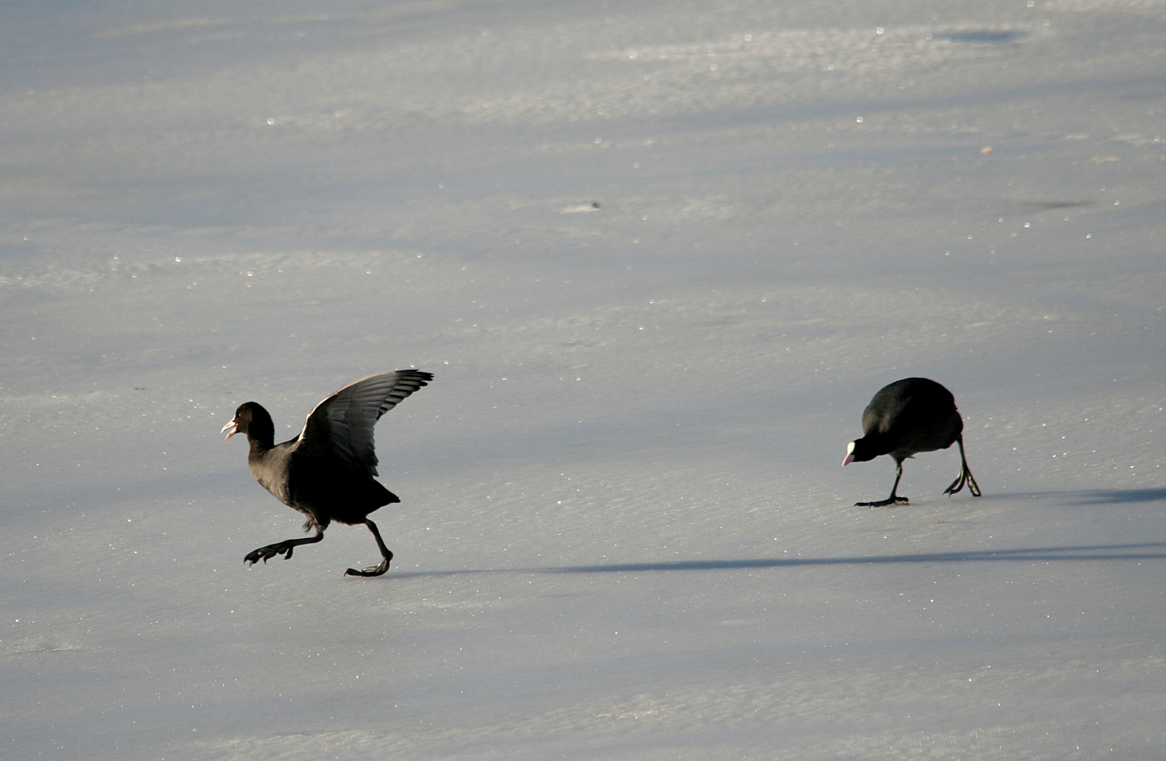 Eis-Schnelllauf ... mal anders