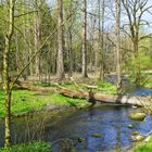 Eis Stück Thüringer Wald im April