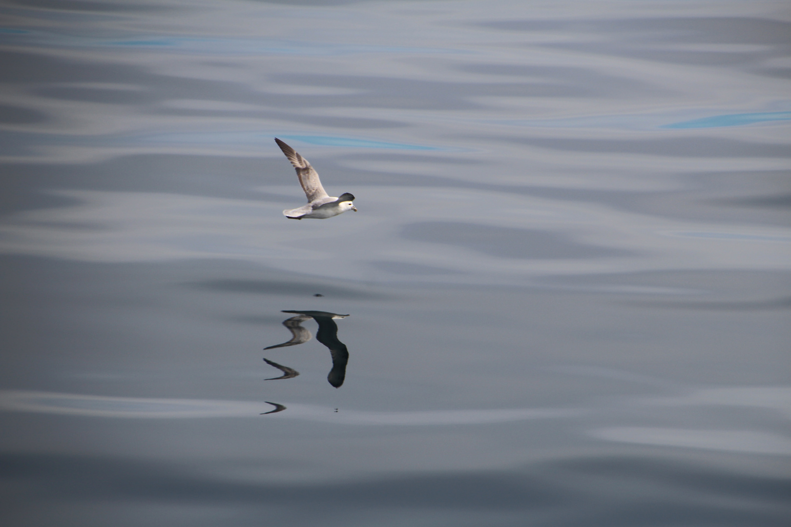 Eis-Sturmvogel im Flug