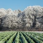 Eis und Grünkohl