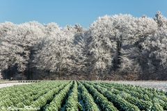 Eis und Grünkohl