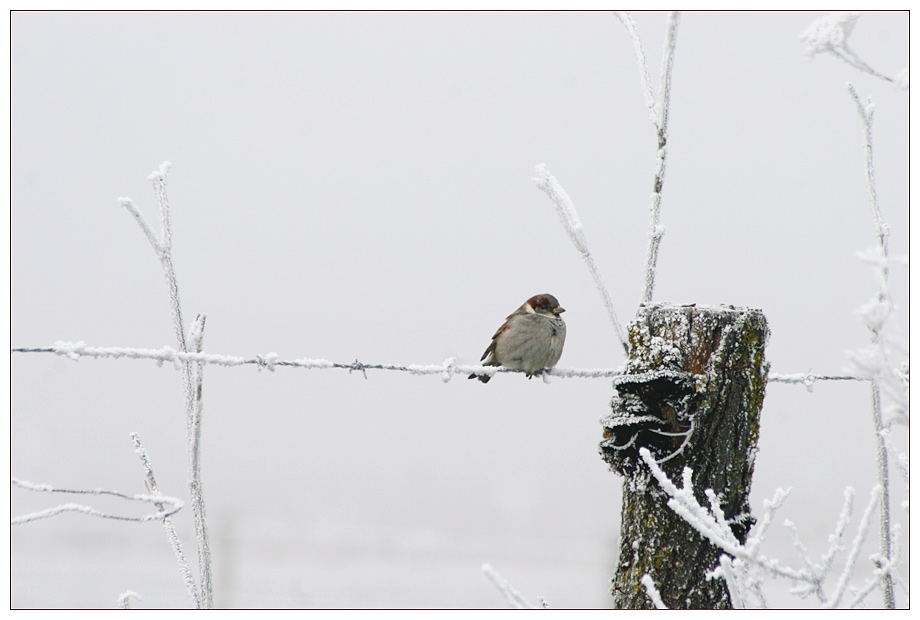 Eis-Vogel ;-)