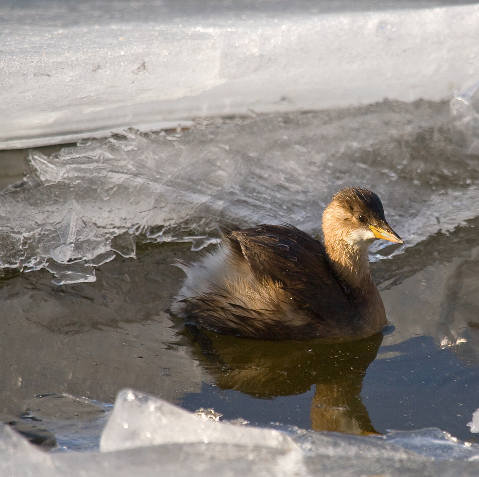 Eis - Vogel - kein Eisvogel