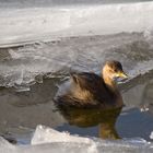 Eis - Vogel - kein Eisvogel