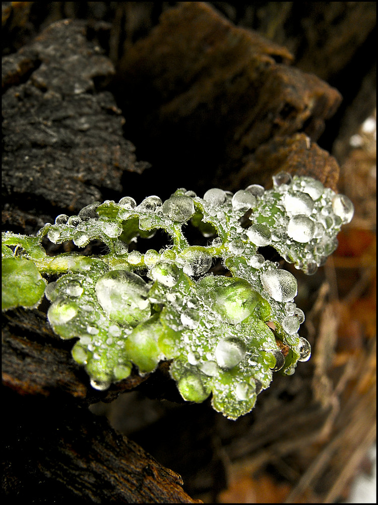 eis wird zu wasser