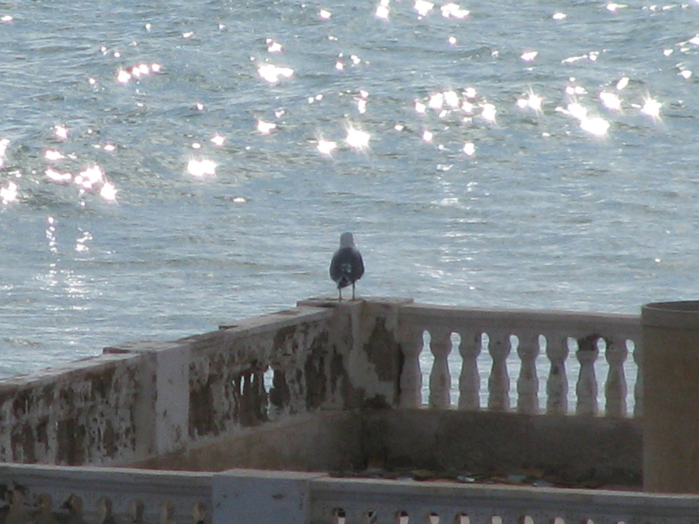 Eisamer Vogel auf Fuerte