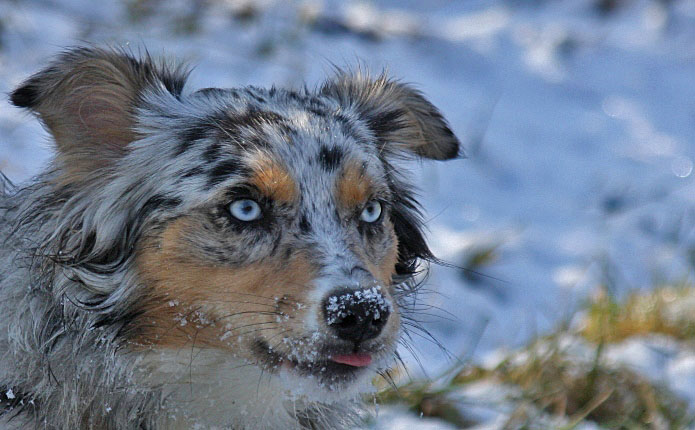 - Eisaugen und Eisbart -