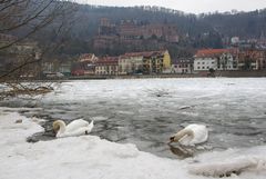 Eisbad im Neckar