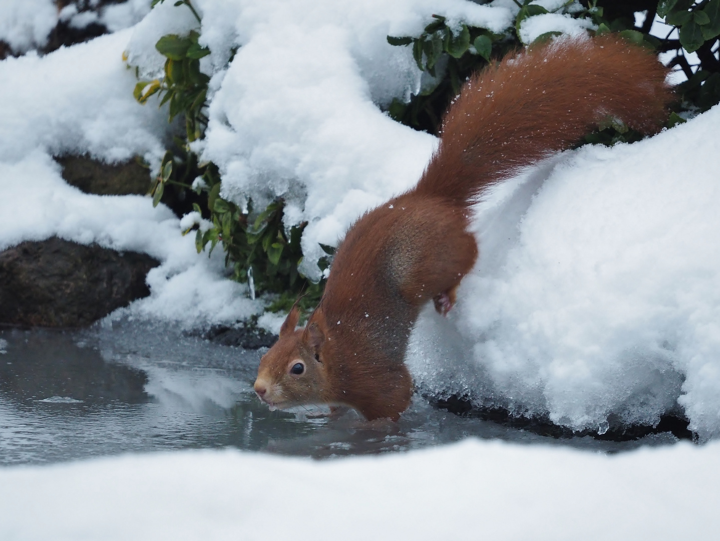 Eisbaden.....