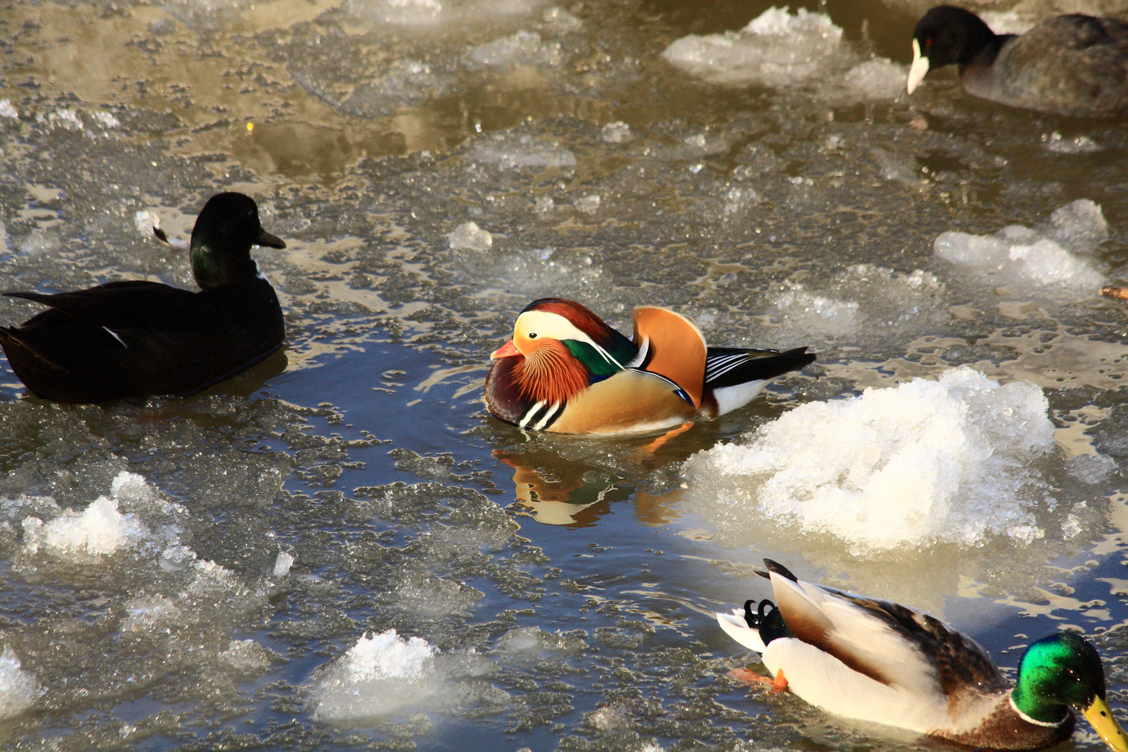 Eisbaden