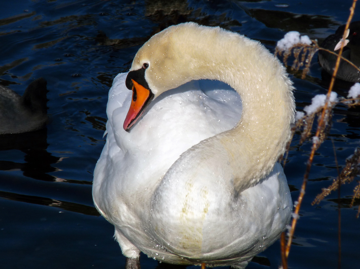 Eisbaden