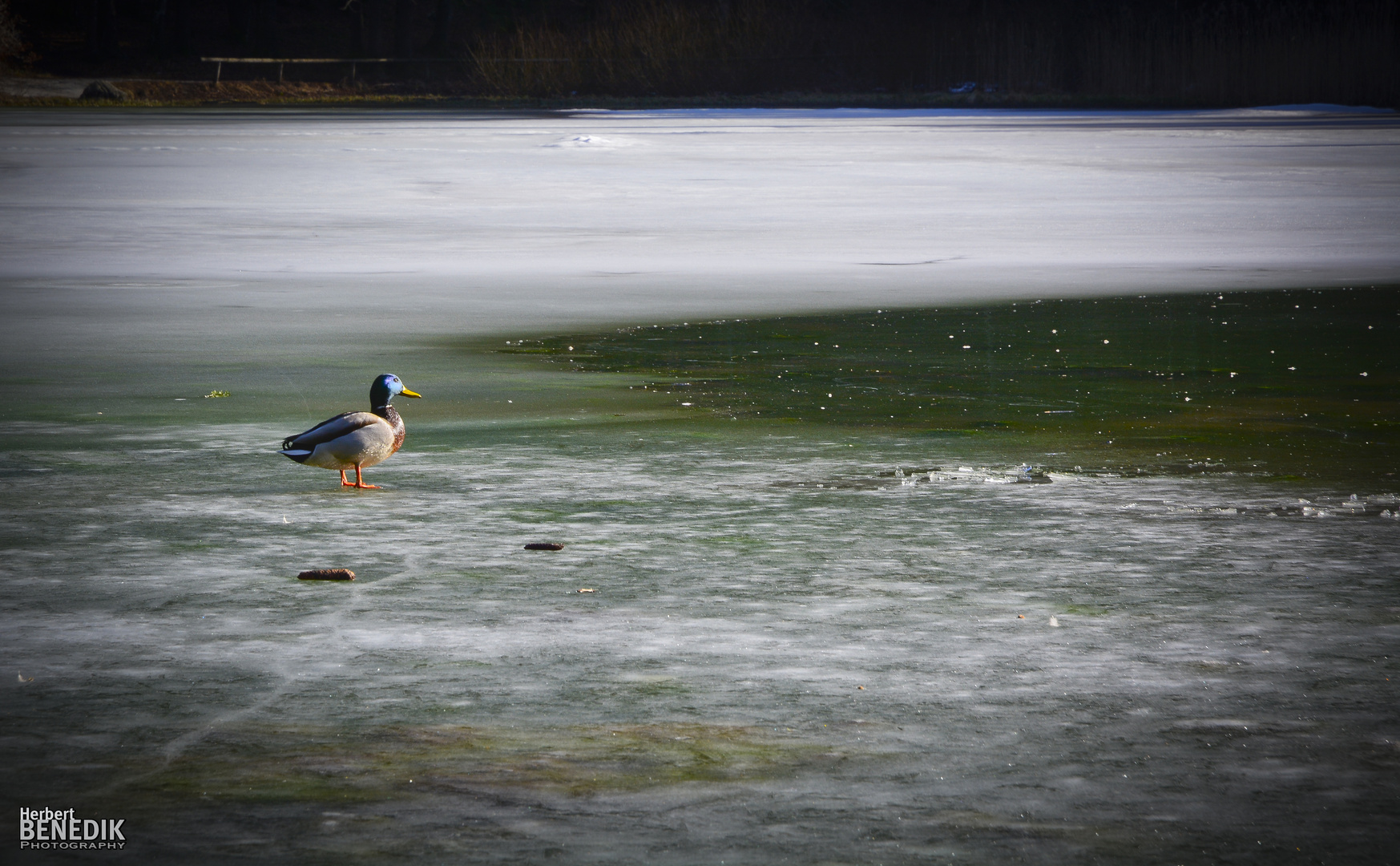 Eisbaden