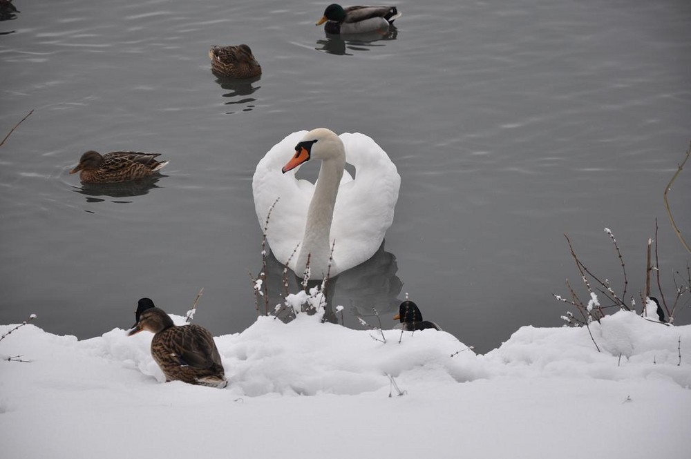 Eisbaden