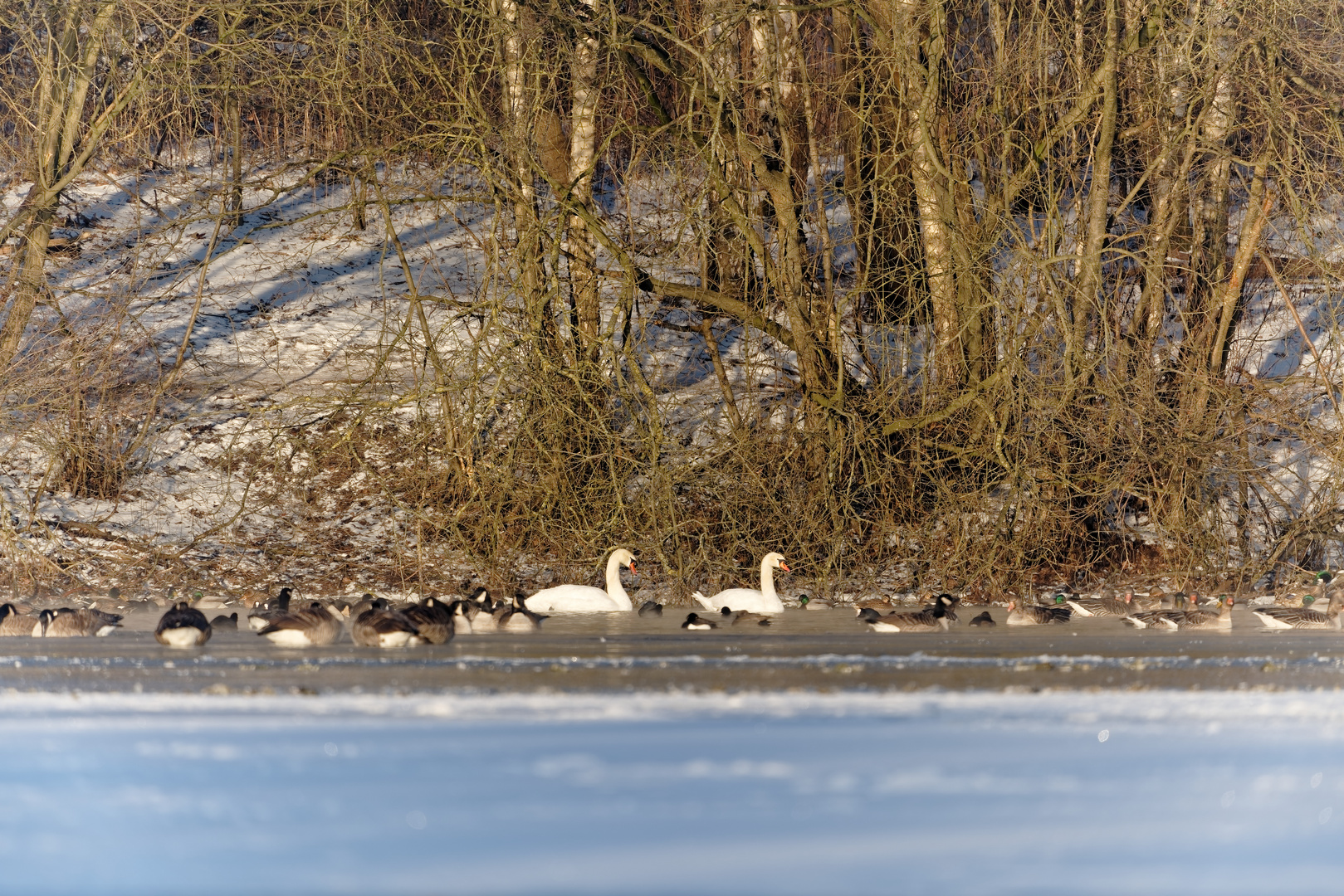 Eisbaden