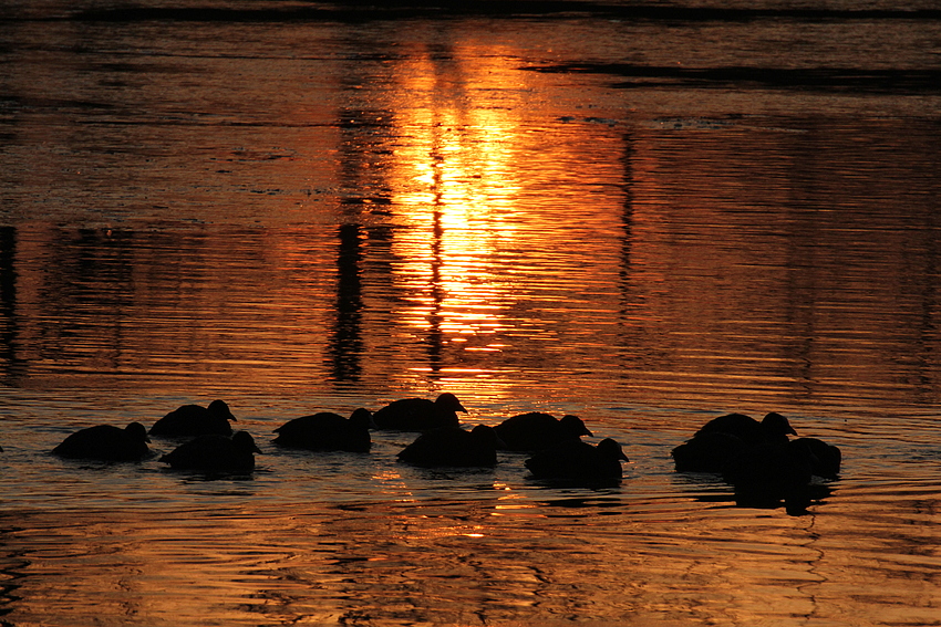 Eisbaden in der Morgensonne