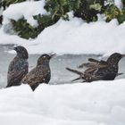 "Eisbaden" liegt im Trend