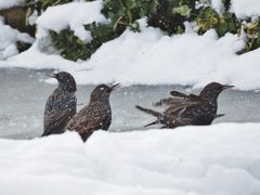 "Eisbaden" liegt im Trend