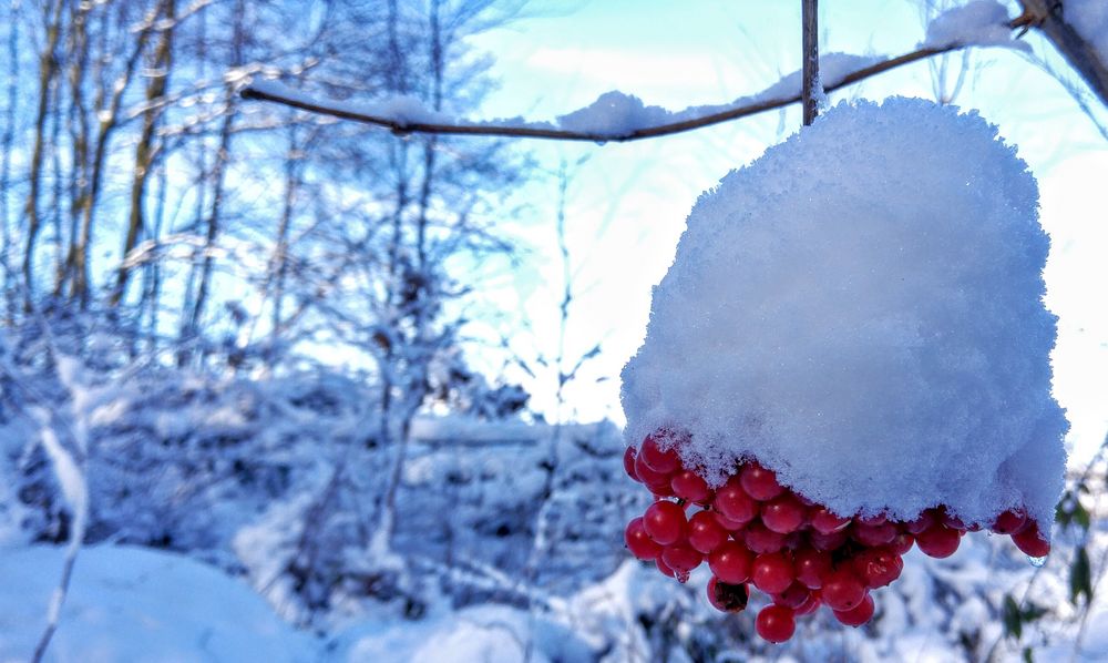 Eisbäeeren gibt es ...