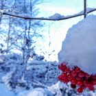 Eisbäeeren gibt es ...