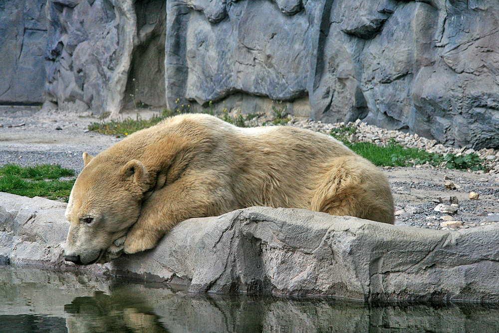 Eisbär