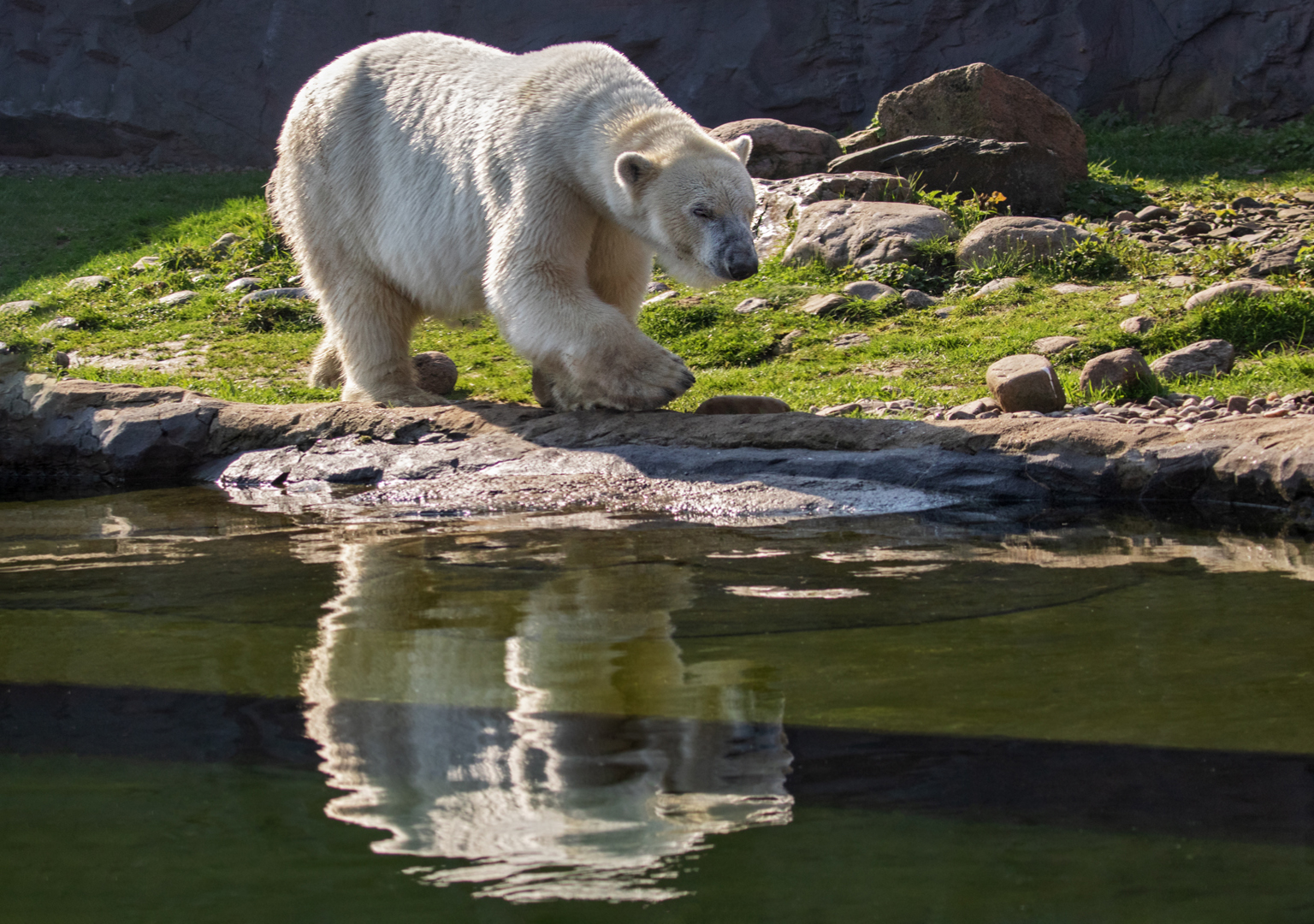 Eisbär 002