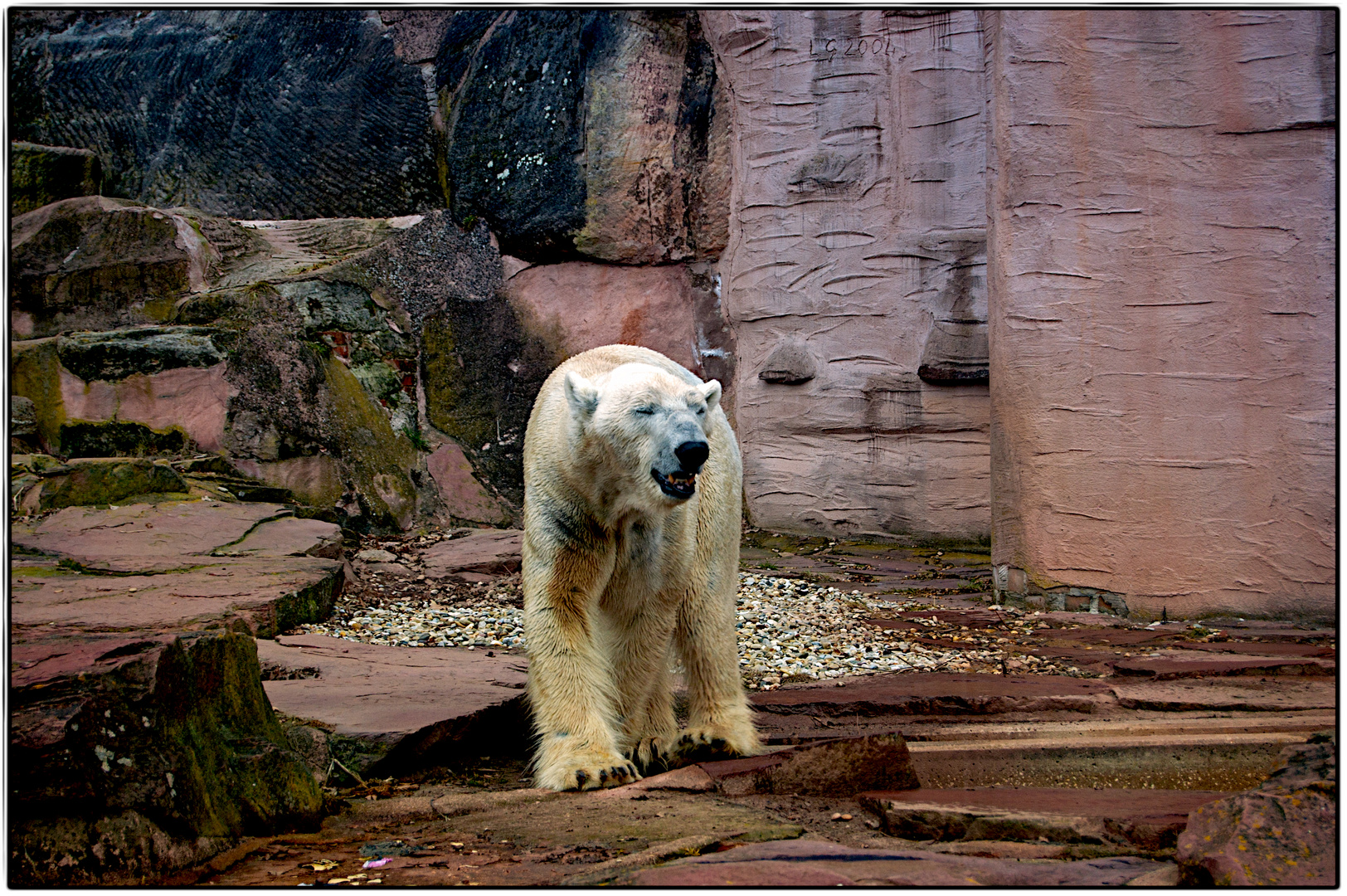 Eisbär