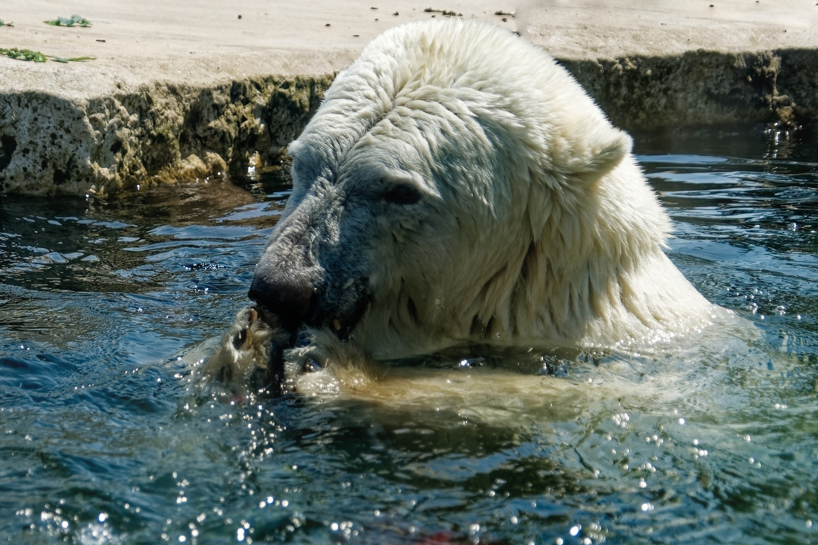 Eisbär