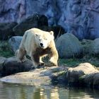 Eisbär 01