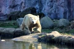 Eisbär 01