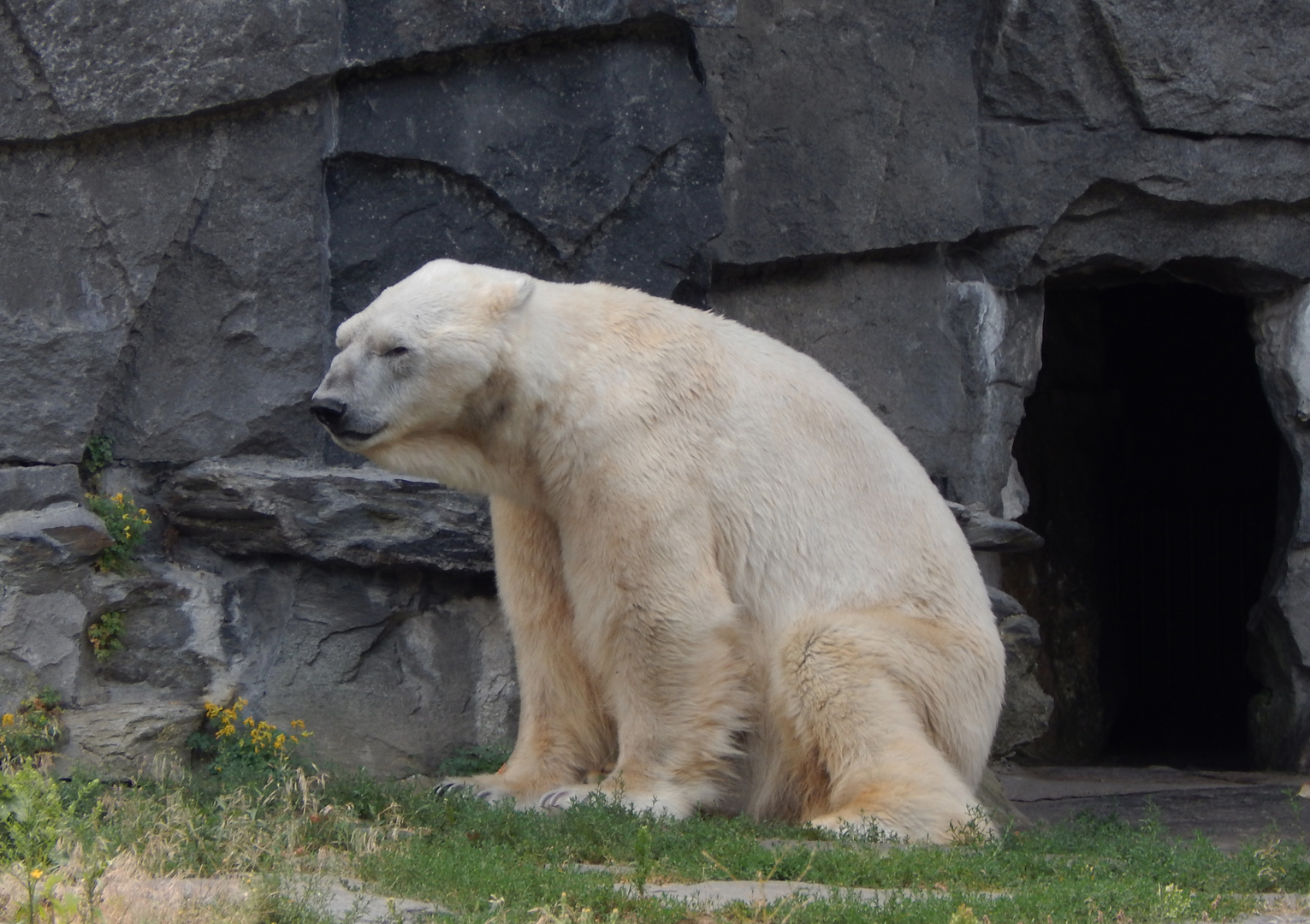 Eisbär