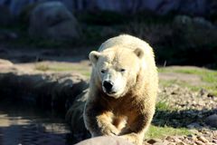 Eisbär 02