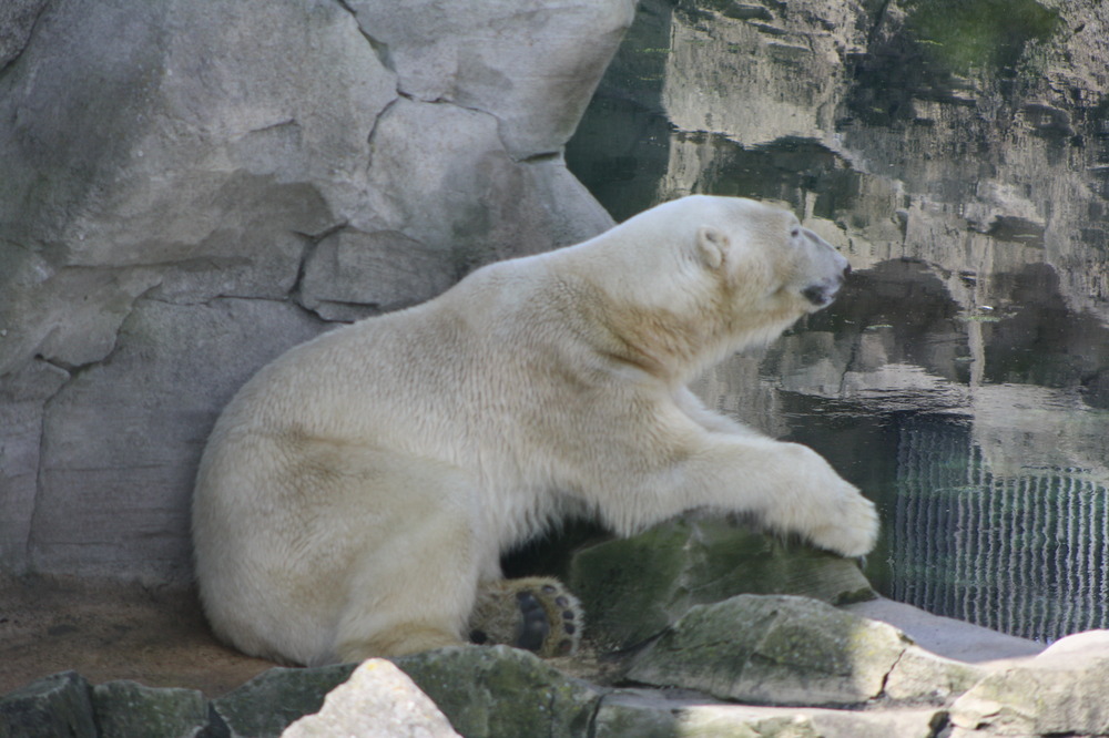 EIsbär