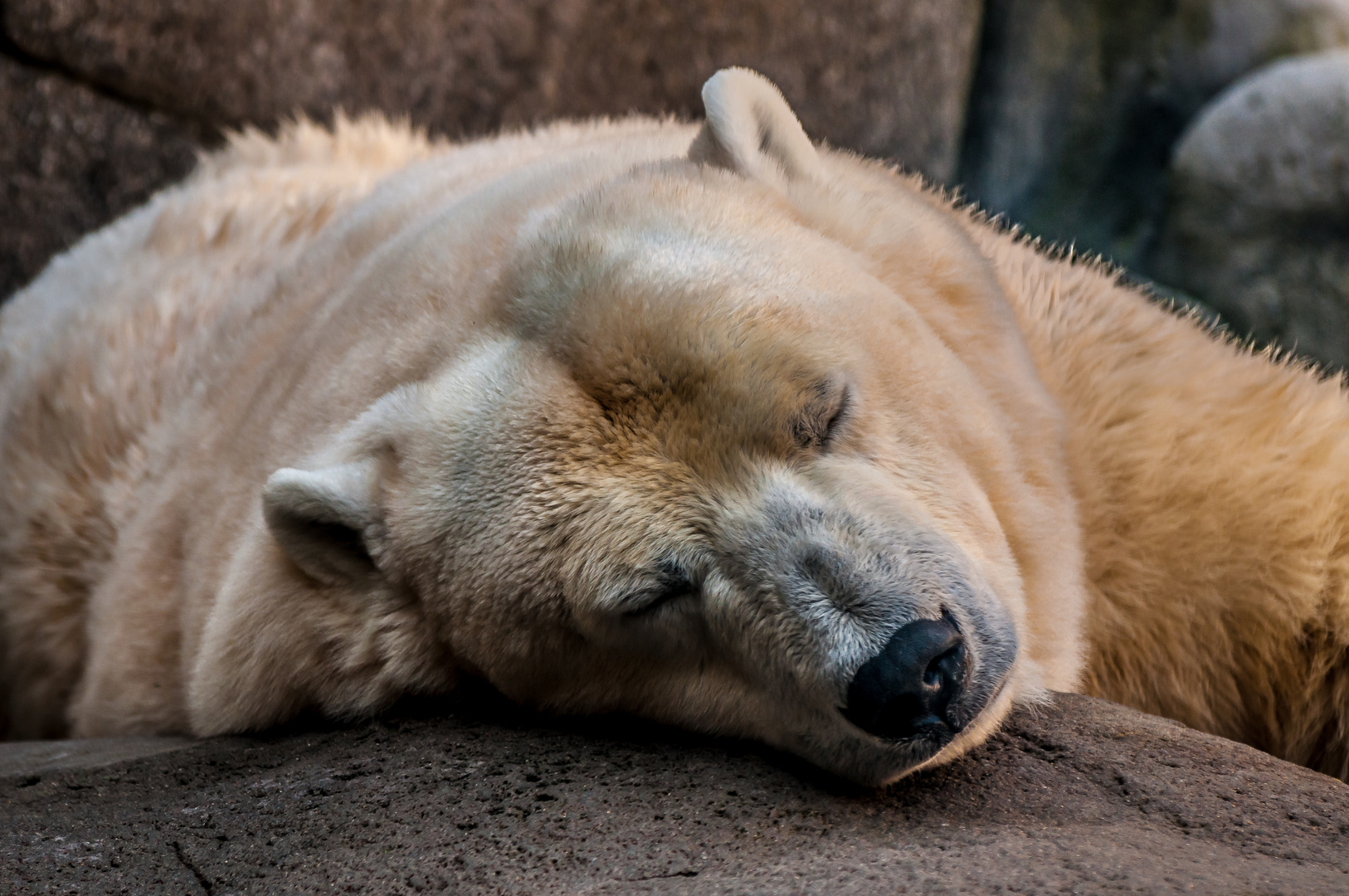 Eisbär