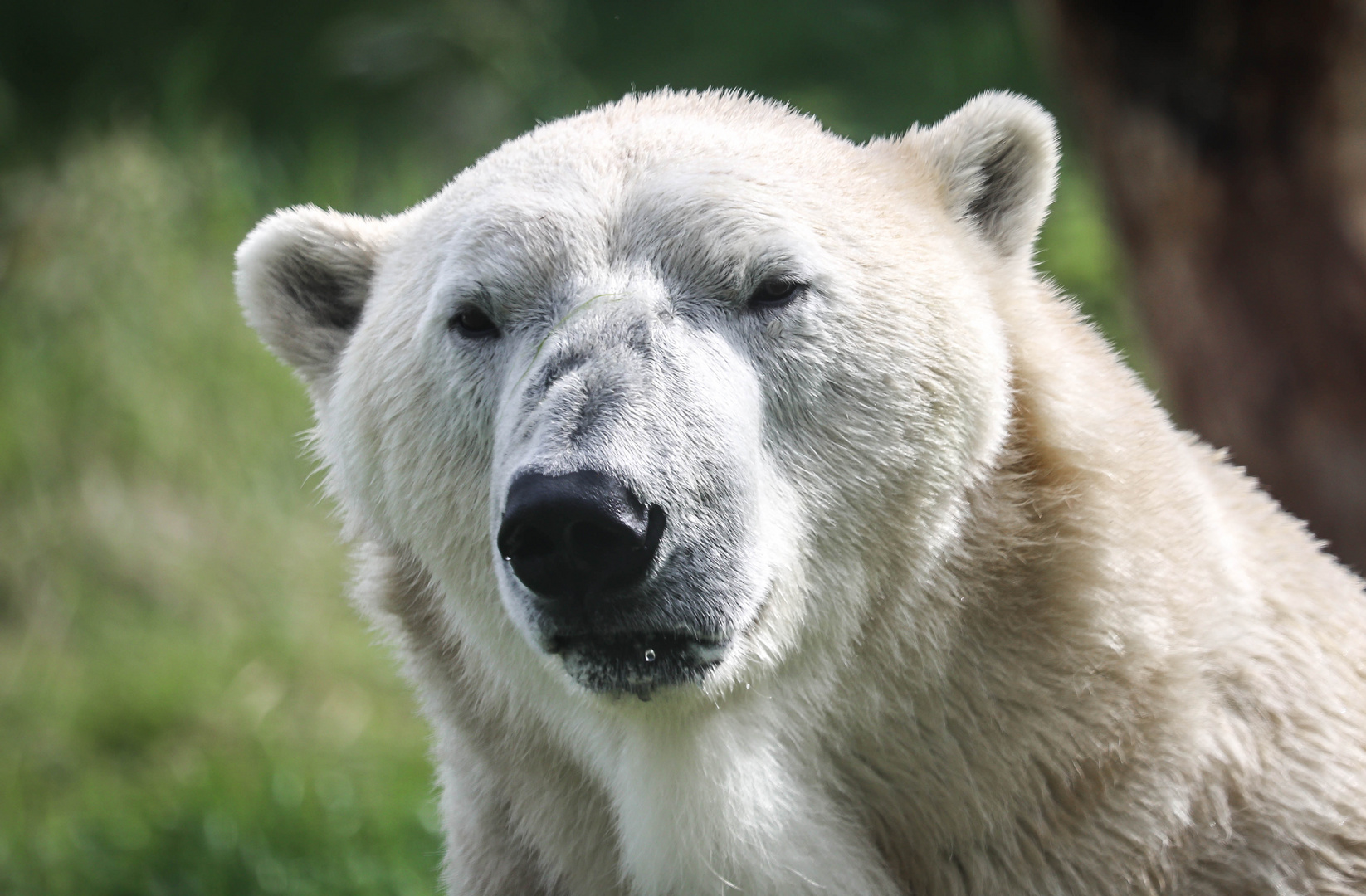 Eisbär