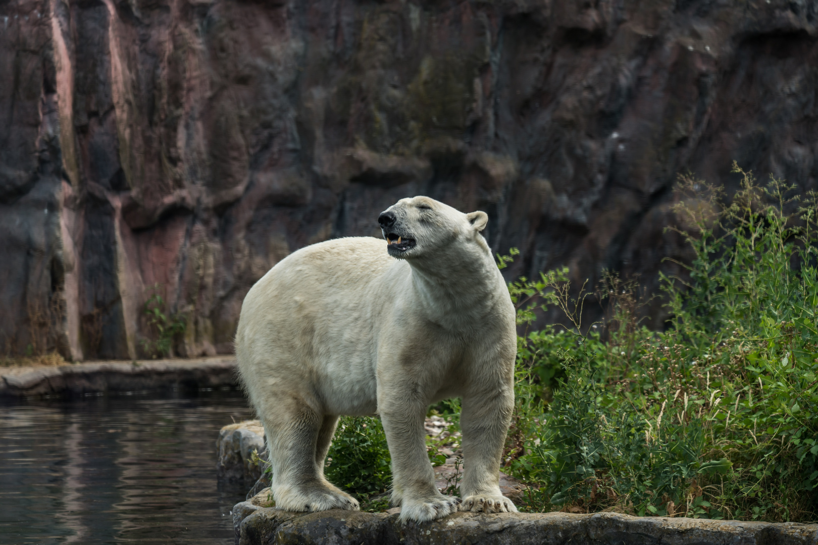 Eisbär 