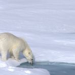 Eisbär