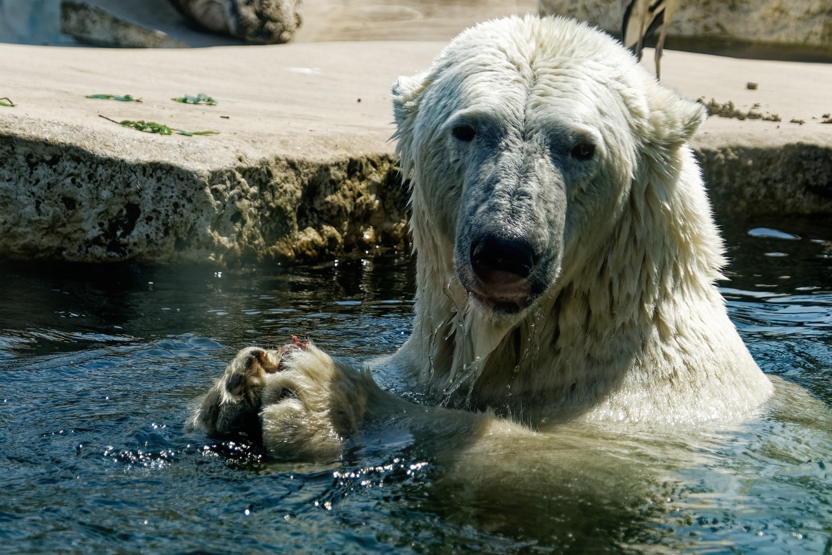 Eisbär