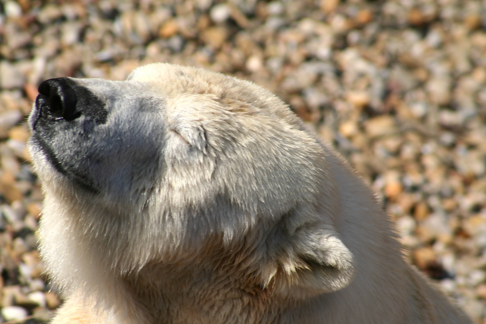 Eisbär