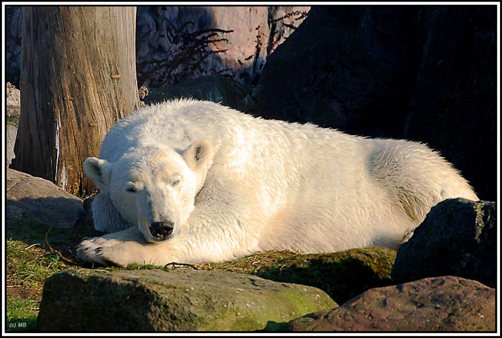 Eisbär