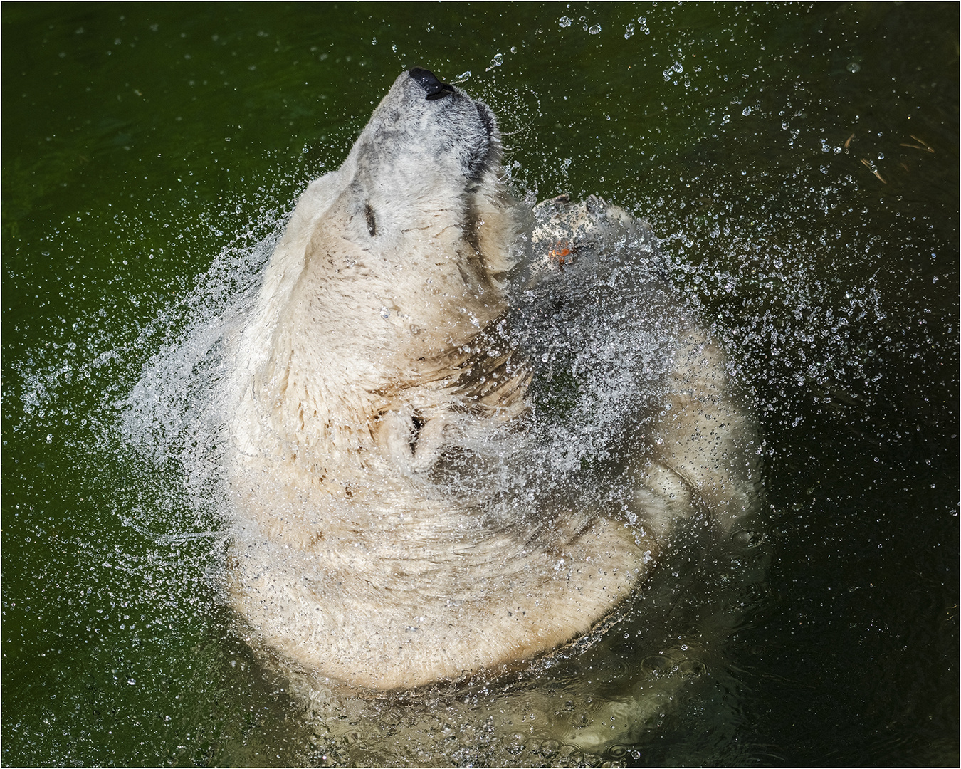 Eisbär