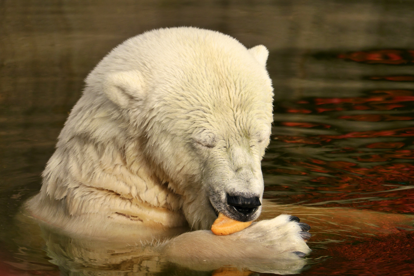 Eisbär 1