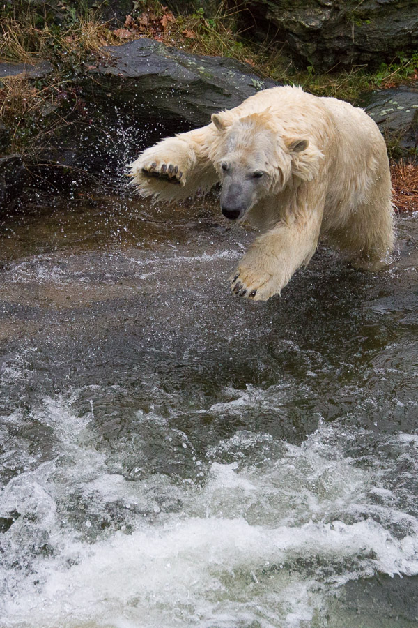 Eisbär 1