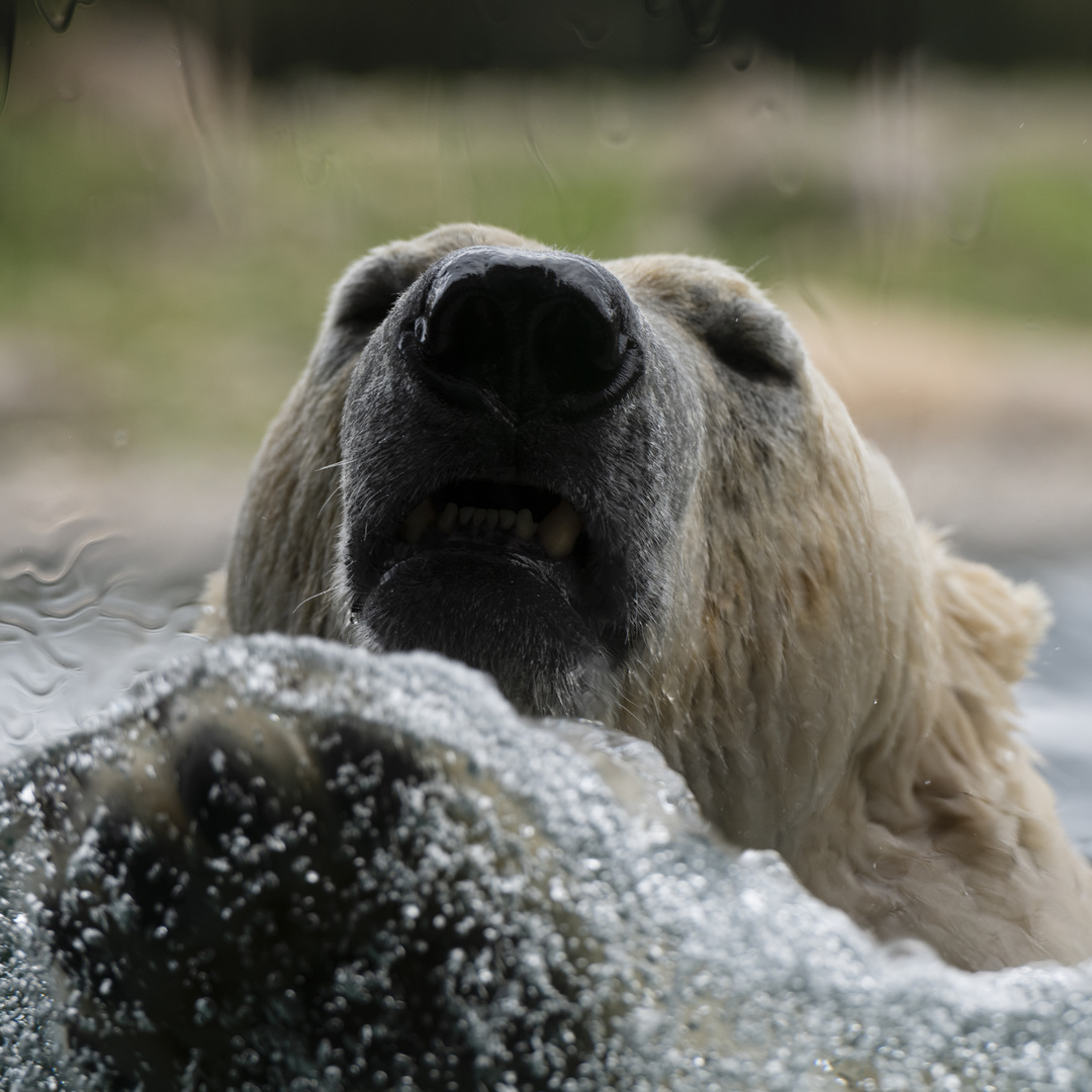 Eisbär 1