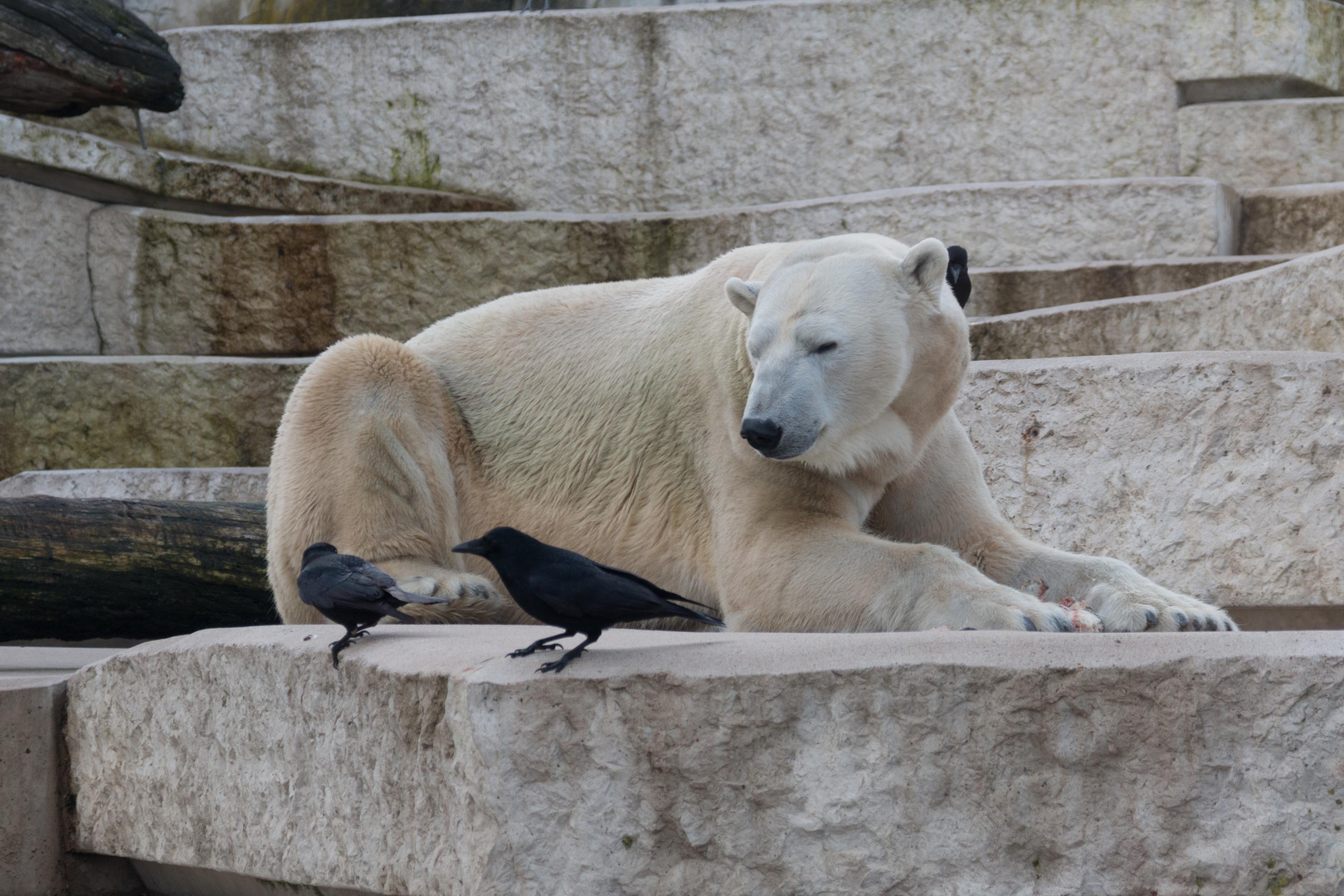 Eisbär (1): Mittagessen Zoo Karlsruhe