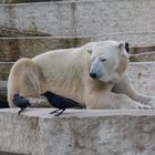 Eisbär (1): Mittagessen Zoo Karlsruhe