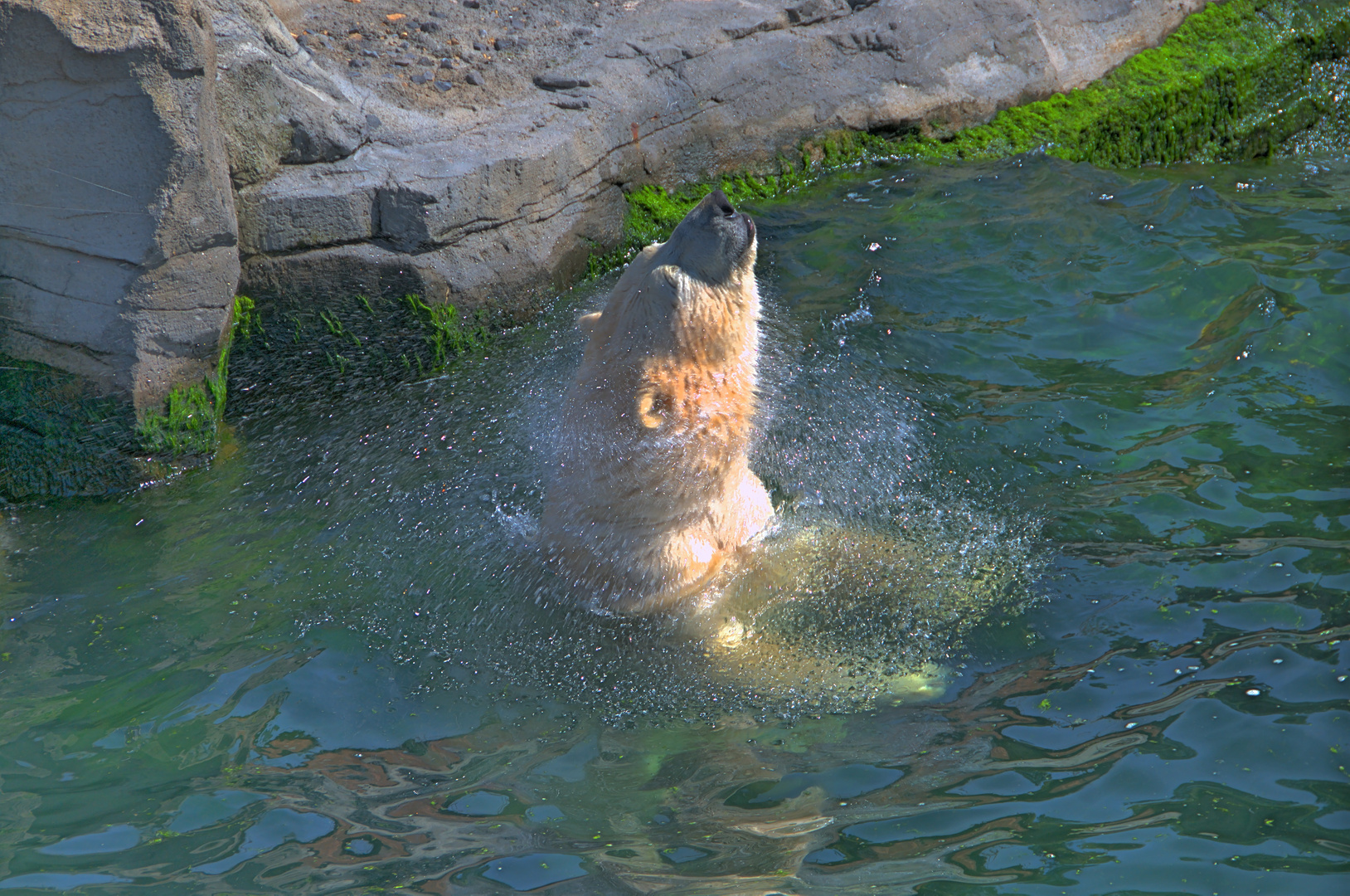 Eisbär